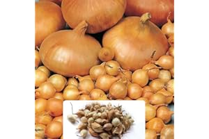 BOTANICAL BLISS 250g Radar Onions Set - Thriving Harvest for Your Kitchen Garden - Specially Grown for UK Climate Conditions
