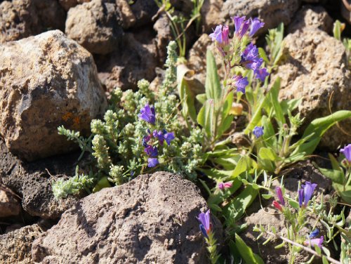 Preisvergleich Produktbild Lais Puzzle Blume Steinwüste Fuerteventura 500 Teile