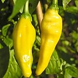 Lemon Drop - Chili scharf - Peperoni - 10 Samen