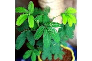 Haloppe 100 Pcs Mimosa Pudica Plantes Graines pour La Maison Jardin Plantation, Différentes Couleurs Mimosa Pudica Graines Jardin Bonsaï Pot Plantes Décor À La Maison Vert