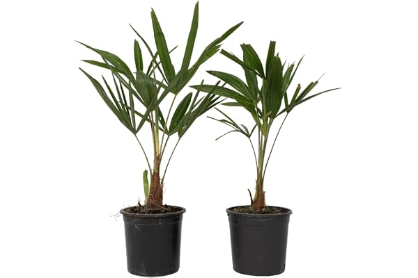 Plant in a Box - Trachycarpus Fortunei - Palmier de Chine - Palmier exterieur - Set de 2 - Pot 15cm - Hauteur 35-45cm