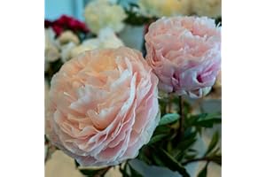 FStening 3 Pezzi Rosa Bulbi Di Peonia Piantato In Tuberi All'aperto Di Facile Manutenzione A Rapida Crescita Adatto Per Principianti Giardinieri Principianti