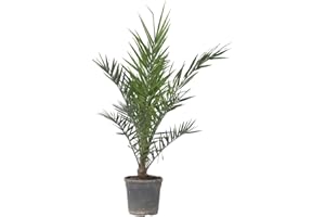 Plant in a Box - Phoenix Canariensis - Hauteur 80-100cm - Palmier des Canaries - palmier exterieur resistant - Pot 19cm