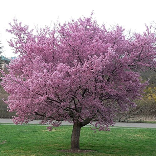 Prunus"Okame" (Ciliegio da fiore) [Vaso Ø24cm]