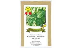 EXOTIC-SAMEN Ocimum basilicum - Basilikum "Mammut" - Riesen-Basilikum - 500 Samen