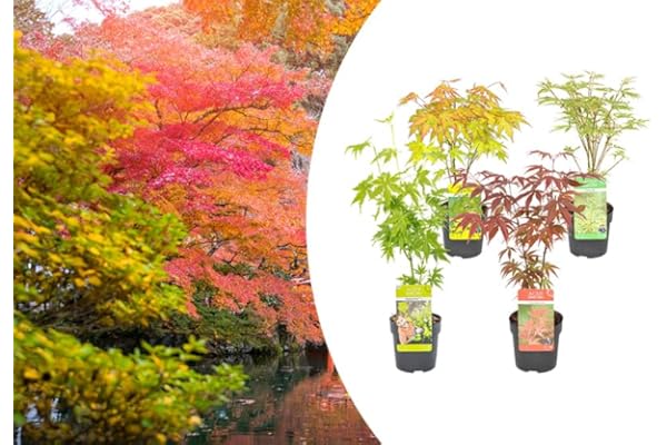 Bloomique - Lot de 4 - Acer palmatum - Orange Dream, Going Green, Butterfly, Atropurpureum - Érables japonais - Rustiques - Hauteur 25-40 cm - Pot 10,5 cm