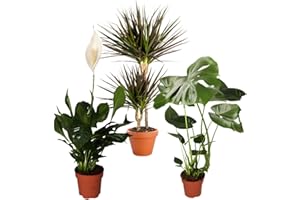 BLUME IDEAL Plante Plus Lot de 3 purificateurs d'air | Monstera, Spathiphyllum, Dracaena | Ø 40-70 cm | qualité professionnelle | végétalisation d'intérieur | plantes pour appartement et bureau