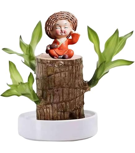 Bois Chanceux Brésilien Mini En Pot - Décoration Bureau Purificateur Air Naturel