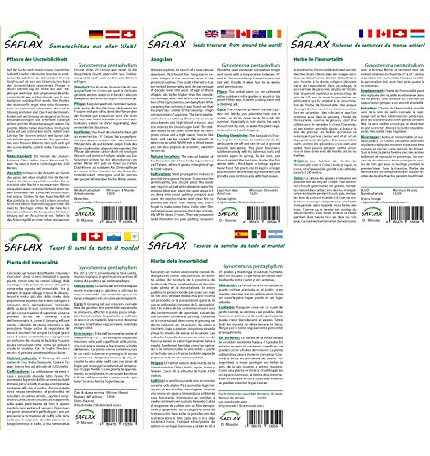 SAFLAX – Pflanze der Unsterblichkeit – 30 Samen – Gynostemma pentaphyllum - 3