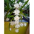 Greenery Nursery Brahma Kamal white Flower plant For Home and Graden (Pack Of 1)