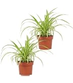 Chlorophytum, Grnlilie, Ampelpflanze 15cm Topf : Amazon.de: Garten