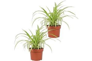 Pflanze Plus | 2er-Set Grünlilie | Chlorophytum | Ø 40-50 cm | ø 12-15cm Topf | Pflegeleichte Zimmerpflanzen für Wohnung und Büro | Qualität vom Pflanzen Profi | Ideale Raumbegrünung