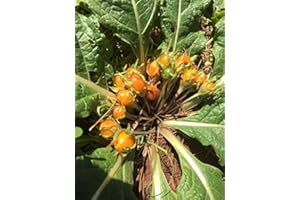 MAGIC GARDEN SEEDS Mandragora jesienna (Mandragora autumnalis) 10 nasion magicznej rośliny