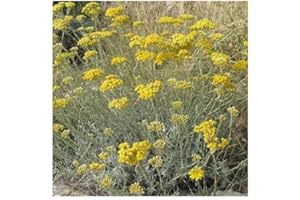 PLANTGENESIS Curry Plant/Helichrysum italicum/Italian Strawflower/Hardy Evergreen Shrub/Aromatic/Medicinal Herb/Seeds