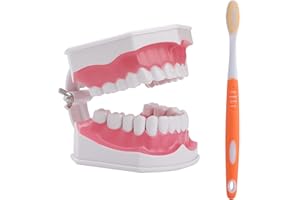 LVCHEN Tooth model teeth teaching model teeth brushing practice with removable lower teeth formation