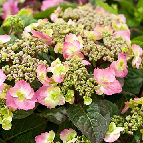 Hydrangea macrophylla Cotton Candy - Plant in 9cm Pot