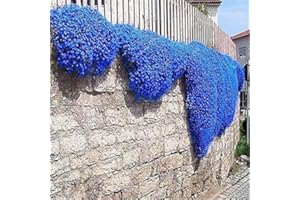 NULIYA 20.000 semi Timo blu strisciante, varietà perenne senza OGM, si diffonde lentamente come un "tappeto blu" naturale a causa della sua natura strisciante.