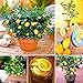 Produktbild Pinkdose 20 PC/Beutel, Zitrone Pflanze, hohe Überlebensrate Bonsai Obst Pflanze Hausgarten Bonsa