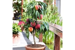 EUROPA GREEN Melocotonero - Árboles frutales en columna - 80cm de altura - Ideal para balcones, terrazas, pequeños jardines -Apto para macetas y terreno abierto