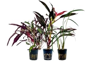 AquaOne Lot de 3 plantes de terrarium I Plantes de paludarium vivantes I Cordeline Red Edge Hemygraphis Exotica Ophiopogon Gigantea I Forêt tropicale Terrascaping