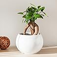 YouGarden Ficus Microcarpa 'Ginseng' Bonsai' Tree in 12cm Pot, Ready to Plant Bonsai Tree for The Home, Office and Work, Indoor Plant for Air Purifying