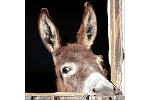 Jm-Déco Sticker boites aux Lettres Ane 30x30cm