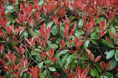 50 Photinia Red Robin Hedging Plants 20-30cm Bushy Evergreen Hedge Shrubs 3fatpigs®