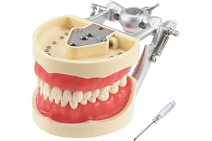 ZITREOXN Dental Typodont Modelo de dientes, con 32 piezas de dientes extraíbles compatibles con Kilgore Nissin 200 tipo para enseñar, practicar y estudiar