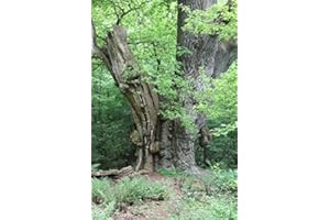 Tree Seeds Online - Quercus robur English Oak. 5 Large Acorns - 1 Packs