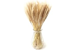 Songjum 100Spighe di Grano Fiori Secchi Fiori Naturali Essiccati di Grano Naturale Secco Pampas Erba Bouquet per Camino Casa Cucina Chiesa Tavolo Decorazione Boho Nozze Decor (Beige)