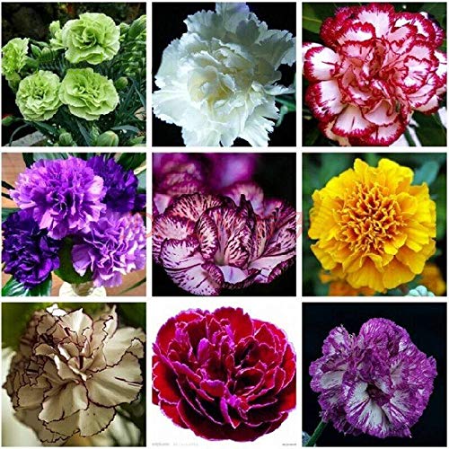 Harddo Garofano Semi Fiori perenni Piante da Giardino in Vaso Dianthus Caryophyllus Seme di Fiori