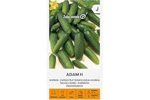 ŽALIA STOTELĖ Zalia stotele | PICKLE - ADAM H Semillas | Semillas de Hortalizas | semillas de pepinillo | semillas de plantas | semillas de jardín | 1 paquete