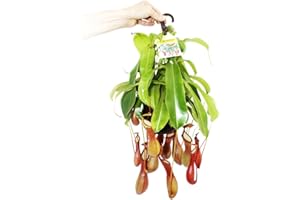 Exotenherz Fleischfressende Pflanze - Nepenthes alata 14cm Ampeltopf