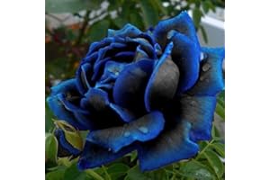 Haloppe 50 Stücke Blau-Schwarze Rose Blumen Pflanzen Samen für Hausgarten Pflanzen, Blau-Schwarze Rose Blumensamen Hausgarten Mehrjährige Bonsai Pflanze Dekor Rosensamen