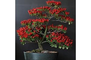 LAMPHLE 100 Pz Rosso Trinidad Moruga Scorpion Peperoncino Semi Bonsai Piante Ortaggi Semi per Giardino Piantare Semi Di Peperoncino Rosso 100pcs