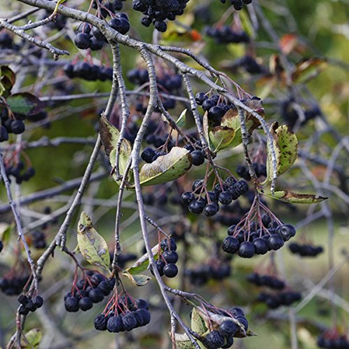 Apfelbeere Viking, Strauch, 1 Pflanze - 3