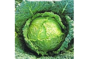 PAGANO DOMENICO E FIGLI SEMENTI DAL 1954 CAVOLO VERZA GROSSO DELLE VIRTU' NR.300 SEMI