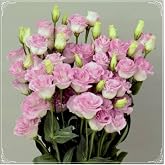 Tohum D&uuml;nyam 5 Adet Papillon Pink Blush Lisianthus Tohumu