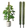 Nayra Plant Support Moss Stick(2Ft Pack of 2)- Green Grass Pole for Plants Support, Support Stick for Money Plant, Climbing Indoor Plants