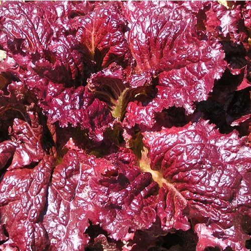 Pflück-Salat - Red Velvet (200 Samen)