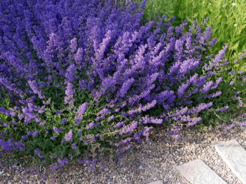 Staude Katzenminze. 5 Stauden