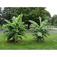 winterharte Banane Musa Basjoo Banane - sehr schneller Wuchs