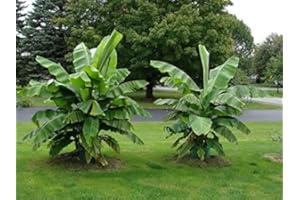 BLUMEN-SENF Diverse banane