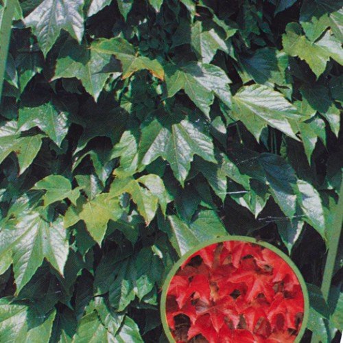 Wilder Wein Parthenocissus tricuspidata Veitchii 2 L Co. - 2