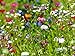 Produktbild Artland Qualitätsbilder I Poster Kunstdruck Bilder 60 x 45 cm Botanik Blumenwiese Foto Grün B4NX Blumenwiese