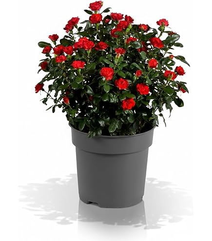 POWERS TO FLOWERS - AZALEA DA ESTERNO SET, ROSA, ROSA | FindTheDeal