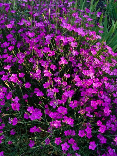 Staude Dianthus deltoides. Heidenelke. 5 Stauden