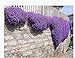 Produktbild Snner 250 Aubrieta Seeds - Cascade Lila Blumensamen, Staude