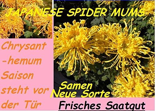 20x Japanese Spider Mums yellow Orange Flowers Seeds Eye-catcher Plant New Variety 2016 #8
