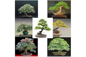 NOJAUS SĖKLOS Nojus - Ensemble de graines de bonsaï - Graines de plantes - Graines de plantes d'intérieur - Sac de graines de bonsaï 7 variétés